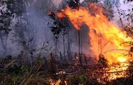 Permalink ke Januari 2017, 9,5 Hektare Hutan dan Tanjabbar Terbakar