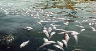 Permalink ke Penangkapan Ikan Menggunakan Racun Marak, Nelayan Belat di Desa Kuala Dendang Gantung Jaring