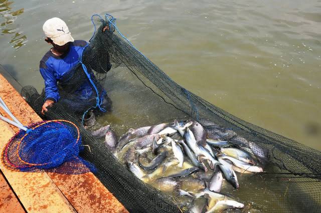 Permalink ke Peralihan Musim, Produksi Ikan Kerambah Jaring Apung Aman