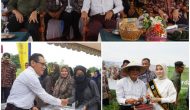 Permalink ke HM bersama Walikota Fasha Panen Perdana Cabai Poktan Suka Makmur Bagan Pete