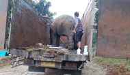 Permalink ke Penyelamatan Tiga Gajah Jantan di Kab. Batanghari, Berikut Kronologisnya