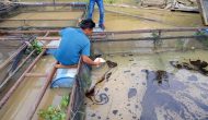 Permalink ke Soal Dugaan Limbah Cair Cemari Sungai, Pihak PT. ABP Terkesan Tutup Mata