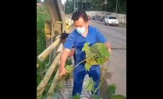 Permalink ke H Al Haris Bersihkan Rumput Liar di Jembatan Mayor Samsudin Uban