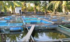 Permalink ke DPPP Batanghari Targetkan Produksi Ikan 9 Ribu Ton