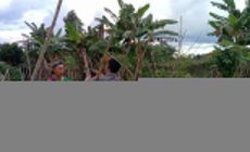 Permalink ke Petani Cabai Desa Lubuk Terentang Keluhkan Setoran Retribusi Pengunaan Lahan Milik Pemda