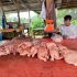 Permalink ke Harga Ayam Potong di Batanghari Naik jadi Rp 38 Ribu Perkilogram