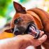 Permalink ke Diserang Anjing Liar, Lima Warga Muara Bulian Dilarikan ke Rrumah Sakit