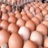 Permalink ke Harga Telur Ayam di Batanghari Naik Hingga Rp 57 Ribu per-Piring