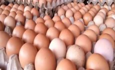 Permalink ke Harga Telur Ayam di Batanghari Naik Hingga Rp 57 Ribu per-Piring