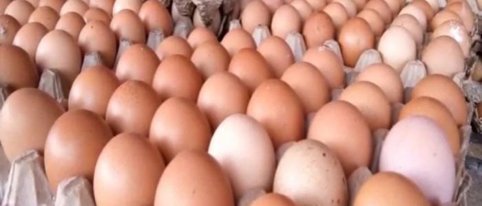 Harga Telur Ayam di Batanghari Naik Hingga Rp 57 Ribu per-Piring