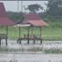 Permalink ke Tiga Hektar Padi Sawah di Desa Tanjung Marwo Terendam Banjir   