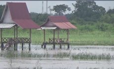 Permalink ke Tiga Hektar Padi Sawah di Desa Tanjung Marwo Terendam Banjir   