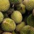 Permalink ke Komisi I DPRD Kota Jambi Sidak Kebun Durian Montong
